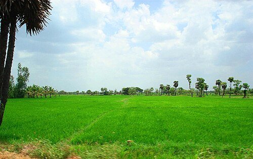 Rice_paddy_fields