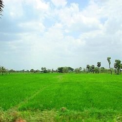 Rice_paddy_fields